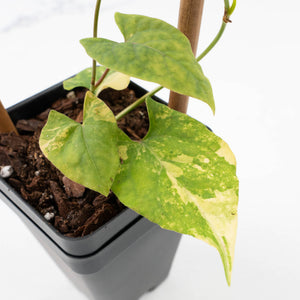 Fallopia Multiflora Aurea Variegated (wk35-L214)