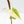 Fallopia Multiflora Aurea Variegated (wk35-L214)