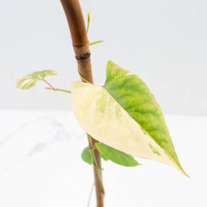 Fallopia Multiflora Aurea Variegated (wk35-L214)