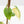 Fallopia Multiflora Aurea Variegated (wk35-L214)