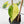 Fallopia Multiflora Aurea Variegated (wk41-L339)