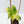 Fallopia Multiflora Aurea Variegated (wk41-L339)