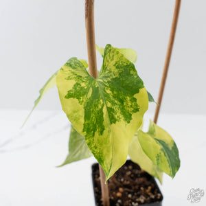 Fallopia Multiflora Aurea Variegated (wk41-L339)