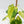 Fallopia Multiflora Aurea Variegated (wk41-L339)