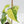 Fallopia Multiflora Aurea Variegated (wk41-L339)