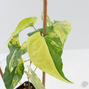 Fallopia Multiflora Aurea Variegated (wk41-L339)