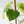 Fallopia Multiflora Aurea Variegated (wk41-L339)