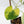 Fallopia Multiflora Aurea Variegated (wk41-L339)