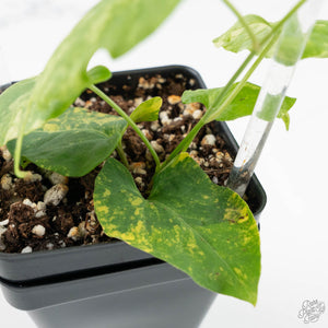 Fallopia Multiflora Aurea Variegated (wk17-F)