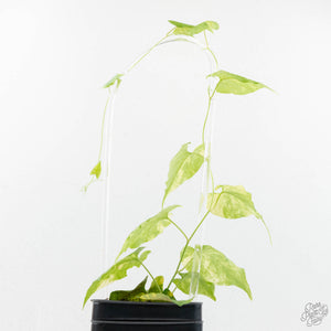 Fallopia Multiflora Aurea Variegated (wk17-F)