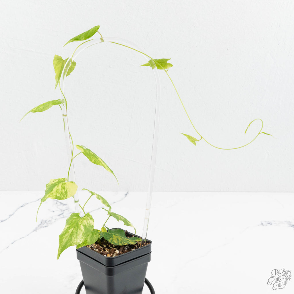 Fallopia Multiflora Aurea Variegated (wk17-F) – Rare Plant Fairy