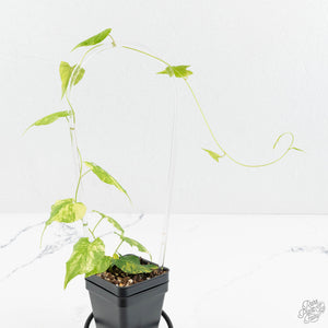 Fallopia Multiflora Aurea Variegated (wk17-F)