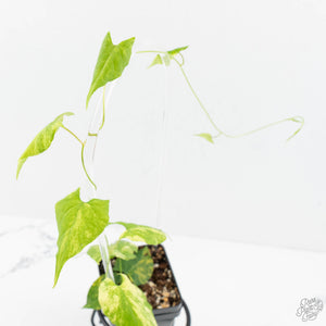 Fallopia Multiflora Aurea Variegated (wk17-F)