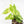 Fallopia Multiflora Aurea Variegated (wk17-F)
