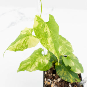Fallopia Multiflora Aurea Variegated (wk17-F)