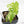 Fallopia Multiflora Aurea Variegated (wk17-F)