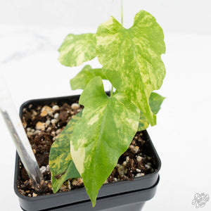 Fallopia Multiflora Aurea Variegated (wk17-F)