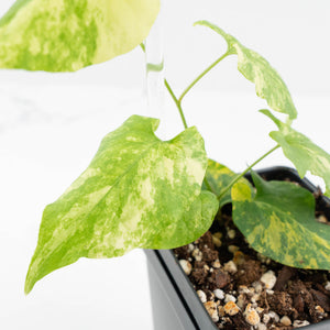Fallopia Multiflora Aurea Variegated (wk17-F)