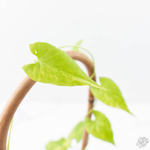 Fallopia Multiflora Aurea Variegated (wk21-B)
