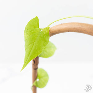 Fallopia Multiflora Aurea Variegated (wk21-B)
