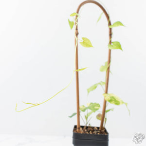 Fallopia Multiflora Aurea Variegated (wk21-B)