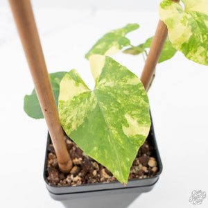 Fallopia Multiflora Aurea Variegated (wk21-B)