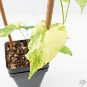 Fallopia Multiflora Aurea Variegated (wk21-B)