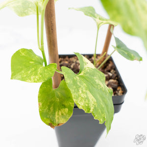 Fallopia Multiflora Aurea Variegated (wk21-B)