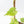 Fallopia Multiflora Aurea Variegated (wk21-B)