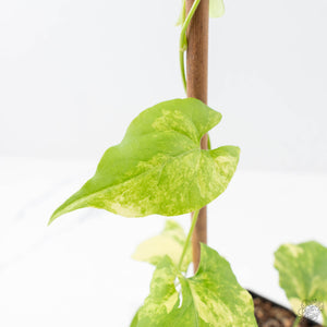 Fallopia Multiflora Aurea Variegated (wk21-B)