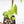 Fallopia Multiflora Aurea Variegated (wk23-D)
