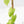 Fallopia Multiflora Aurea Variegated (wk23-D)