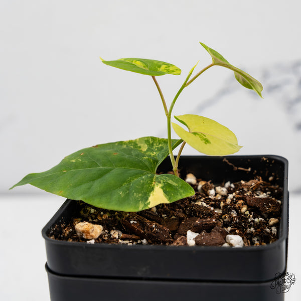 Fallopia Multiflora Aurea Variegated (wk45-G)