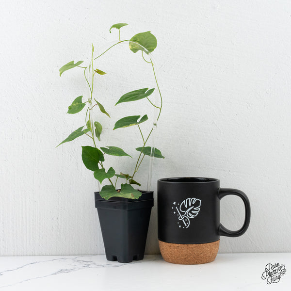 Fallopia Multiflora Aurea Variegated (wk3-B)