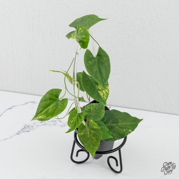 Fallopia Multiflora Aurea Variegated (wk3-B)