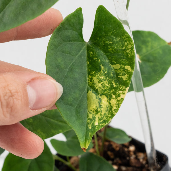 Fallopia Multiflora Aurea Variegated (wk3-B)