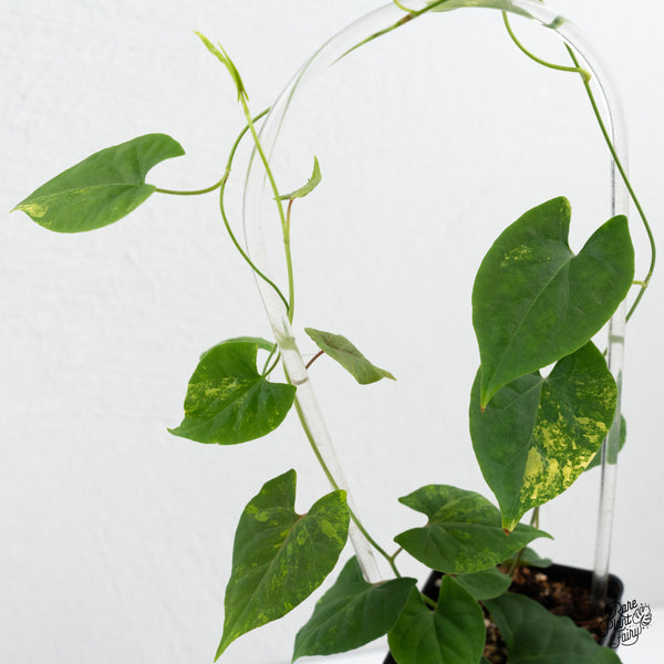 Fallopia Multiflora Aurea Variegated (wk3-B)