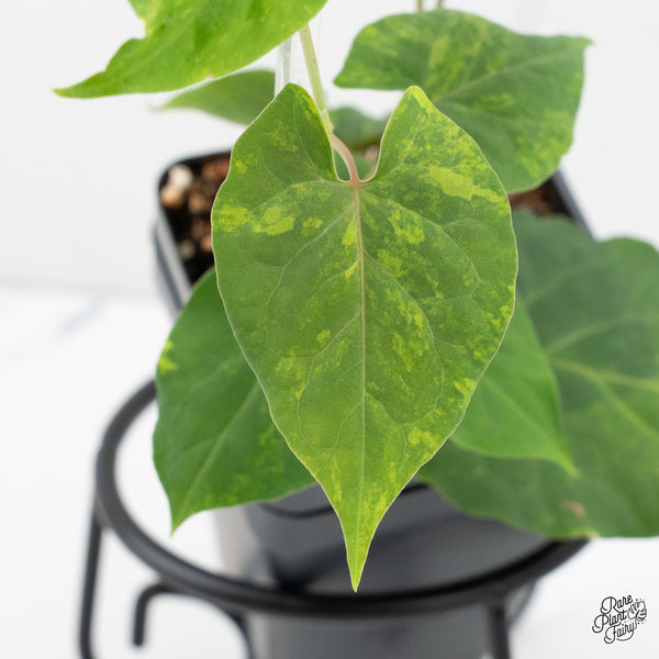 Fallopia Multiflora Aurea Variegated (wk3-B)