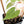 Fallopia Multiflora Pink Variegated (wk30-L)
