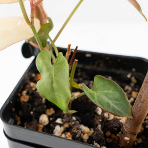Fallopia Multiflora Pink Variegated (wk30-L)