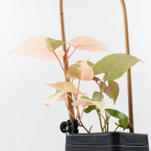 Fallopia Multiflora Pink Variegated (wk30-L)