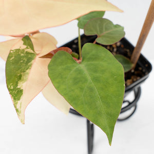 Fallopia Multiflora Pink Variegated (wk30-L)