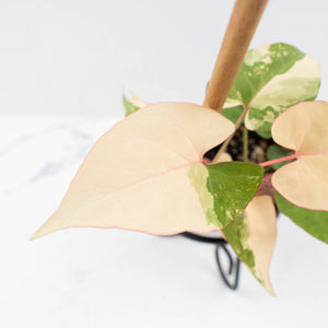 Fallopia Multiflora Pink Variegated (wk30-L)