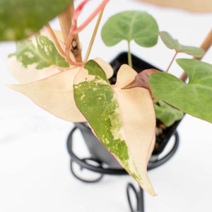 Fallopia Multiflora Pink Variegated (wk30-L)