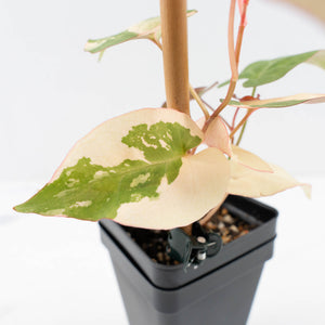Fallopia Multiflora Pink Variegated (wk30-L)