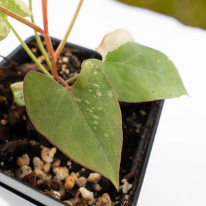 Fallopia multiflora pink/albo variegated (wk34-L65)