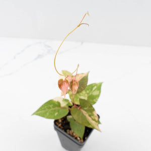 Fallopia multiflora pink/albo variegated (wk34-L65)
