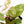 Fallopia multiflora pink/albo variegated (wk34-L65)