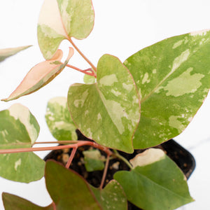 Fallopia multiflora pink/albo variegated (wk34-L65)