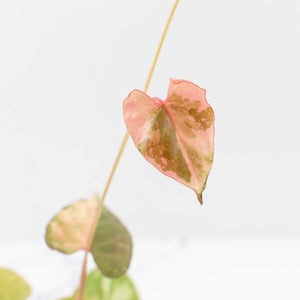 Fallopia multiflora pink/albo variegated (wk34-L65)